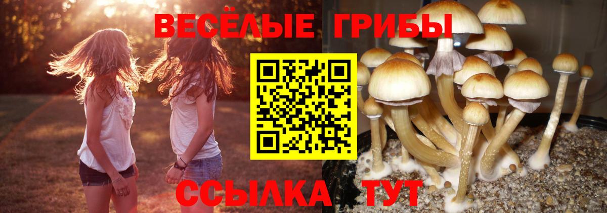 Чапаевск  Псилоцибиновые грибы мухоморы  Вход с VPN 